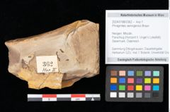 Foto (Objekt + Etikett) von Phragmites oeningensis Braun (NHMW-GEO-2024-0188-0362)